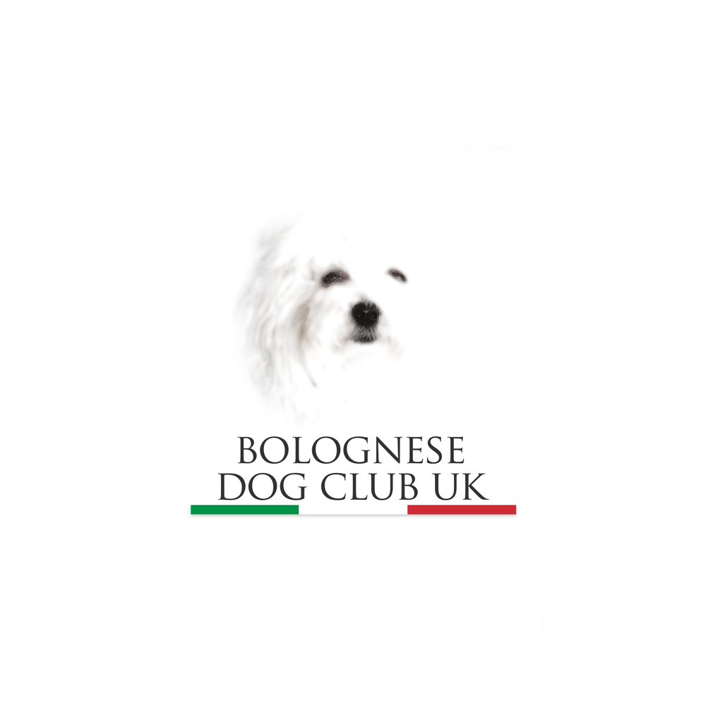 Bolognese Dog Club UK